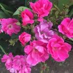 Therese Abi Khalil - @therese.abikhalil.33 - Instagram