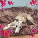 Therese Lambert - @therese.lambert1 - Instagram
