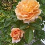 Thérèse Lambert - Facebook