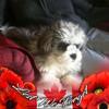 Theresa Lamothe - @terrylouise1928 - TikTok
