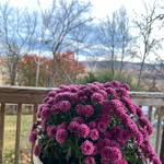 Therese Payne - @therese.payne.5 - Instagram