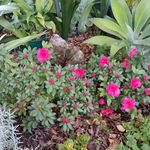 Therese Schultz - @theresethegardener - Instagram