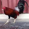 THIÊN DU (BẢO LỘC--LÂM ĐỒNG) - @thiendu113113 - TikTok