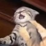 Thiêt Tran - @thietdtran - Instagram