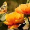 Thiet Tran - @thiet.tran7 - TikTok