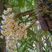 Thiều Trần - Facebook