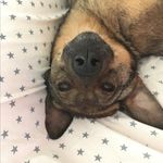 Lizzy (the dog formerly known as Lizi) - @thin_lizzy - Instagram