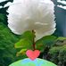 Thinh Hau - Facebook