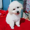 thinhhau1983 - @thinhhau1883 - TikTok