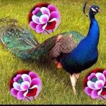 Thinley Dolma - @thinley.dolma.58 - Instagram