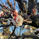 Thinley Dolma - @snowland_nomad - Instagram