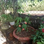 Tho Duong - Facebook