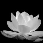 Tho Quang - Facebook