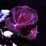Thoa Le - @thoa.le.967 - Instagram