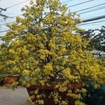 Thoa Ngo - @thoa6362 - Instagram