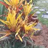 Lam Thoai - @lam.thoai4 - TikTok