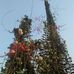 Thoai Lam - Facebook