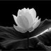 Thoi Le - Facebook