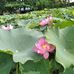 Thoi Le - Facebook