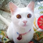 Thoi Pham - @thoipham1987 - Instagram