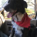 Tom Bishop - @tombishops4branchwildwestshow - Instagram
