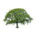 Thom Robinson Tree Surgery and Landscape Gardening - Facebook