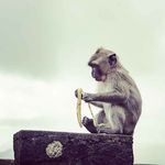 Thomas Affolter - @fluffy_affi - Instagram