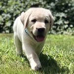 Ted Thomas Aikens - @teddy_the_lab_pup - Instagram