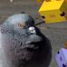 Thomas Alben - Facebook