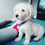thomas_alfaro_nuñez - @thomas_alfaro_nun - Instagram