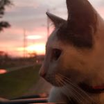 Thomas Alfonso - @elgatothombotas - Instagram