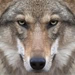 Thomas Alfred Sönnichsen - @thomasalfred.sonnichsen.1 - Instagram