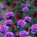 Thomas Rhon - Facebook