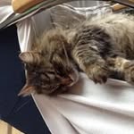 Thomas Van Altena - @thomasvanaltena - Instagram