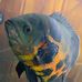 Tommy Altmeyer - Facebook