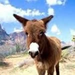 Thomas Alvis - @cowboyyachtsman1 - Instagram