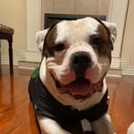 Thomas Romeo Ladhar - @thomas_americanbulldog - Instagram