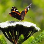 @thomasamercer - Instagram