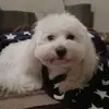 Thomas Angels - @folienmann - TikTok