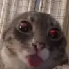thomas_apple_sauce - @thomas_apple_sauce - TikTok
