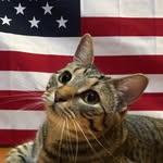 Tommy Boy - @sir_thomas_arlington - Instagram