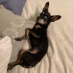 Thomas Armenta - @thomas_armenta.trovador - Instagram