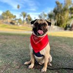 Thomas Armenta - @thommythepug - Instagram