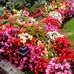 Thomas Askey - Facebook