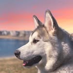 Thomas-Atlas - @thomas_the_husky_malamute - Instagram