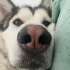Thomas-Atlas - @thomas_the_husky - TikTok