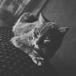 Thomas Saint Aubin - @pandours33 - Instagram