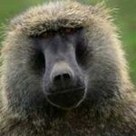 Thomas Babin - @baboon._spamzzz - Instagram