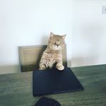 Mr Thomas - @mrthomasbaldock - Instagram