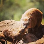 Thomas Bamber - @global_wildlife_photography - Instagram